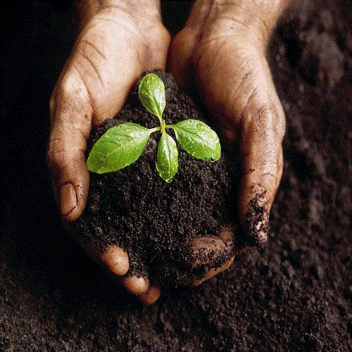 Hands holding soil with a seedling